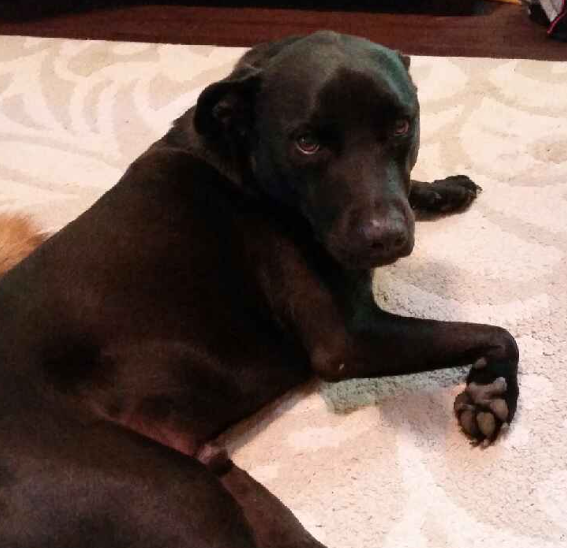 Pet of the Week