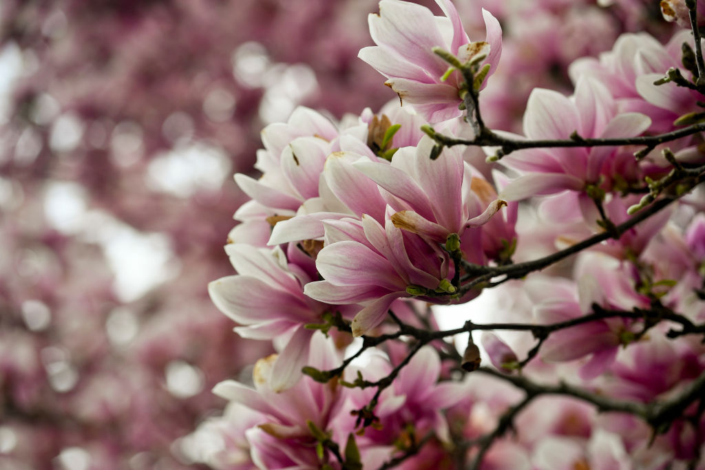 Magnolia Tree Flowers In Bloom in Cumru Township PA
